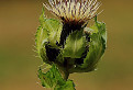 Pichliač zelinový (Cirsium oleraceum) / 1.1000