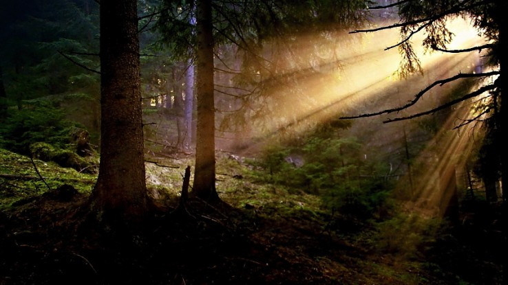 Keď slnko zobúdza les