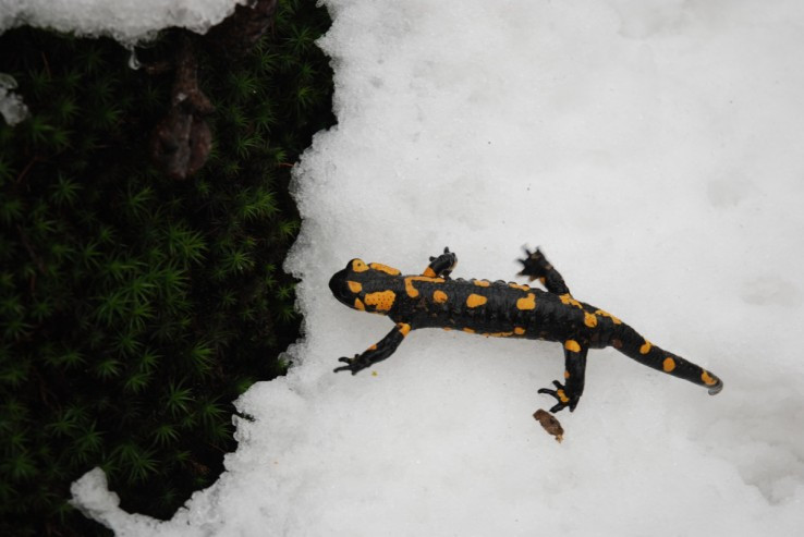 Salamandra na zimnej prechadzke :-)