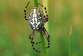 Križiak (Aculepeira ceropegia)