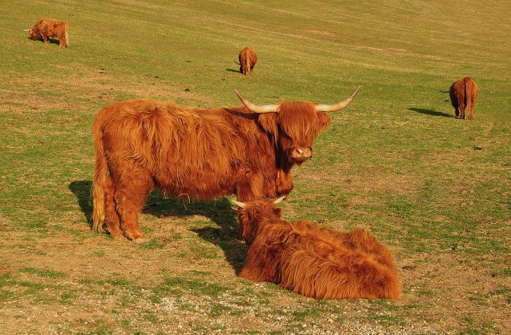 Škótsky horský dobytok