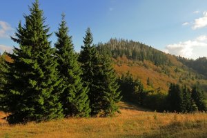 Suchý vrch /1267/ a štyri smreky