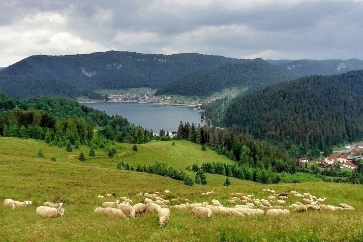 Na kopci, pri ovciach