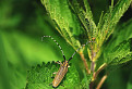 Agapanthia villosoviridescens / 1.0690