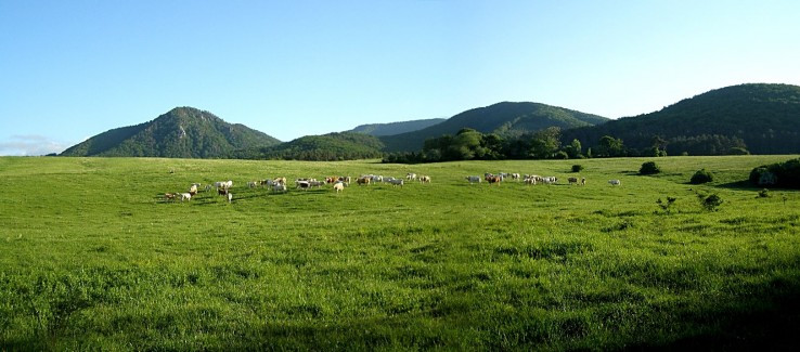 Horský podcelok Strážovských  vrchov Rokoš a stádo  kráv