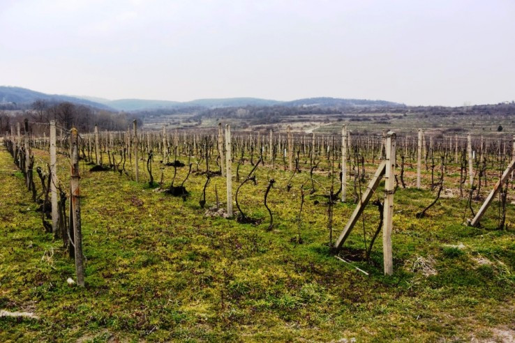 Vinohrady na okraji Svätého Jura