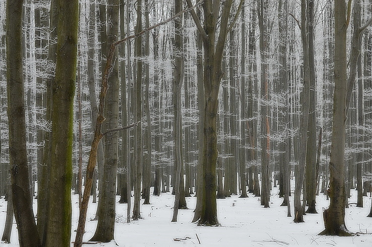 čiarkovaný les