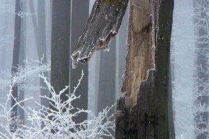 Detail zo zimného lesa