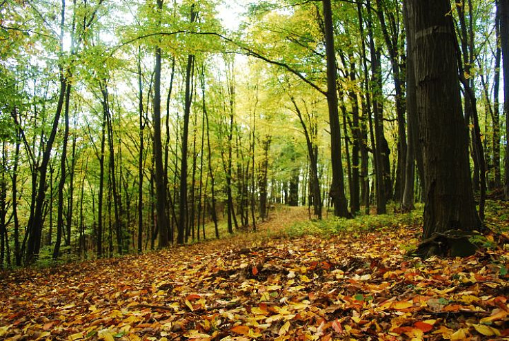 mystérium jesenného lesa