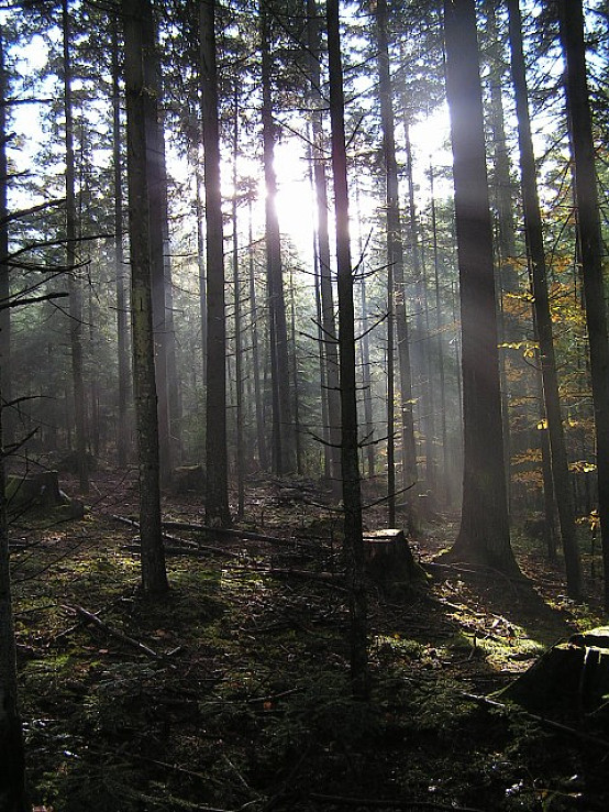 Starovodský les