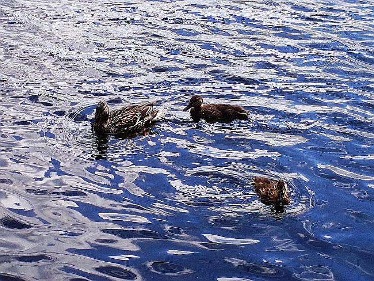 Kačky plávajú v Štrbskom Plese