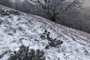 Zima v Karpatoch I.