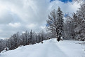 Les pod snehom IV.