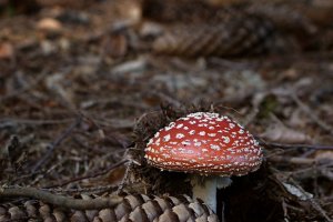 Amanita muscaria var. muscaria