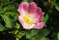 Ruža šípková (Rosa canina)