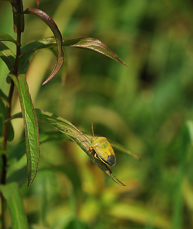 Bzdocha zelená (Palomena prasina)
