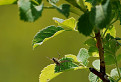 Araneus diadematus / 1.0000