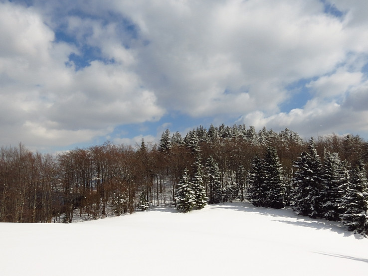 Zmiešaný les pod čerstvým snehom