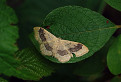 Piadica kručinková (Idaea aversata)