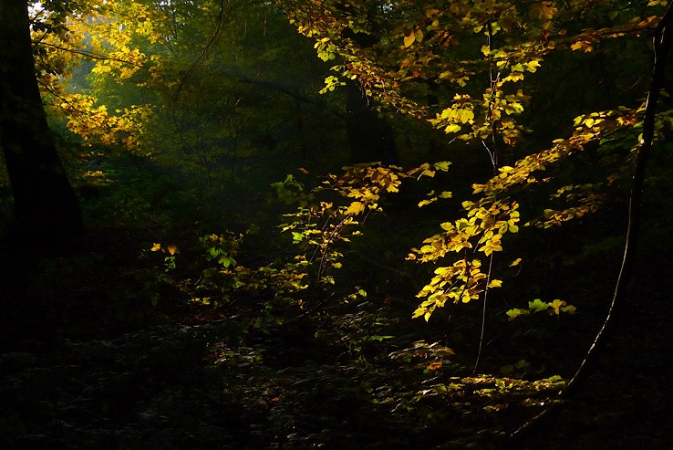 Tolkienovský les
