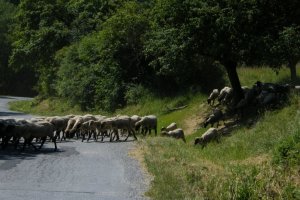 Klenovské ovce