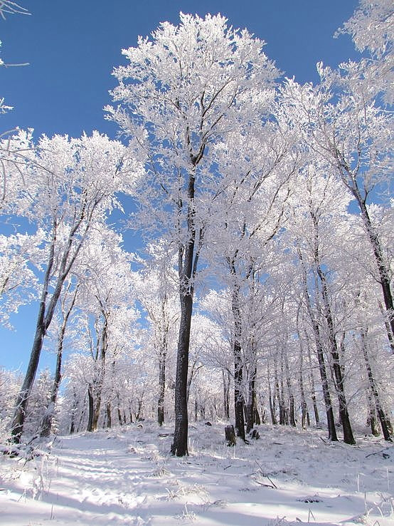 zmrznuté stromy na Javorovom vrchu