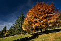 Ďalší jesenný strom II.