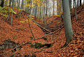 Jesen v lese