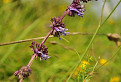 Šalvia praslenatá (Salvia verticillata)