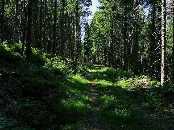 Rozprávkový les