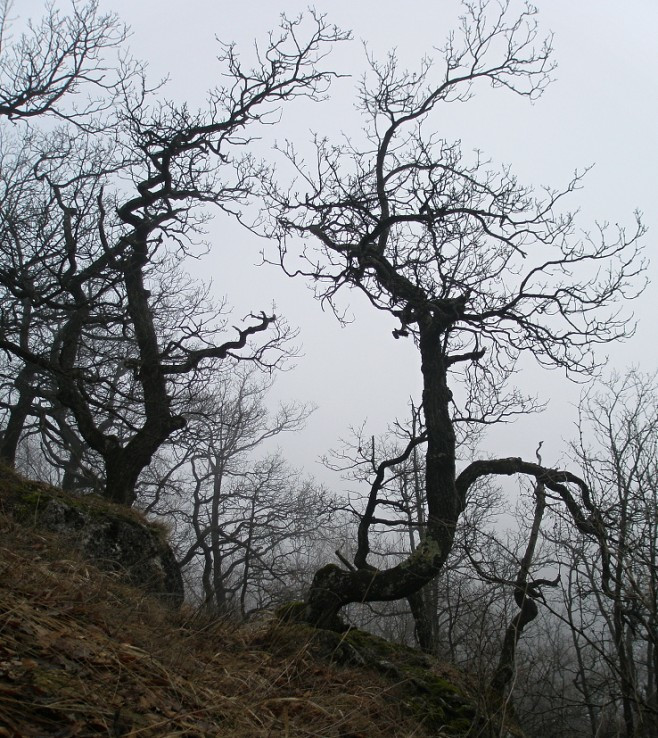 Quercus mysteriousens