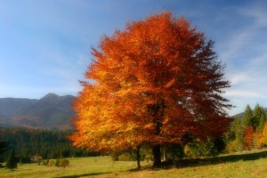 Ďalší jesenný strom