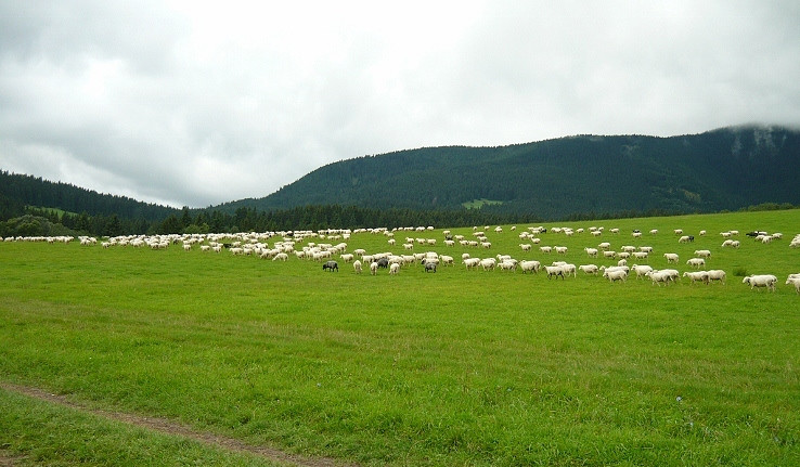 Stádo oviec