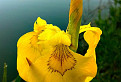 Kosatec žltý  ( Iris pseudacorus )