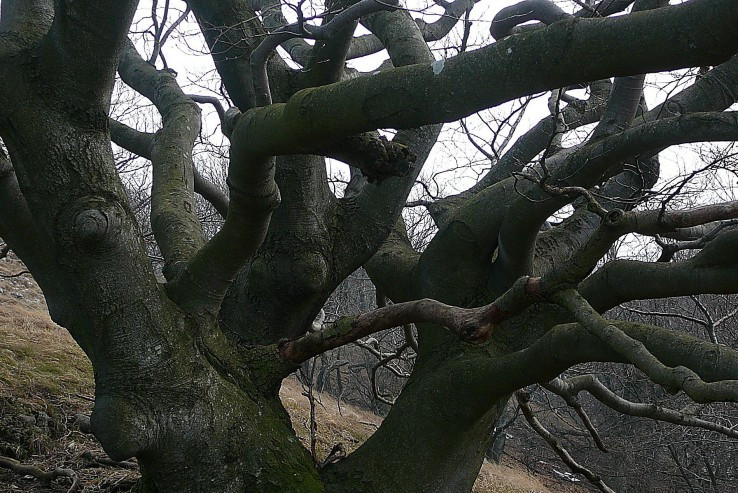 Starý strom.