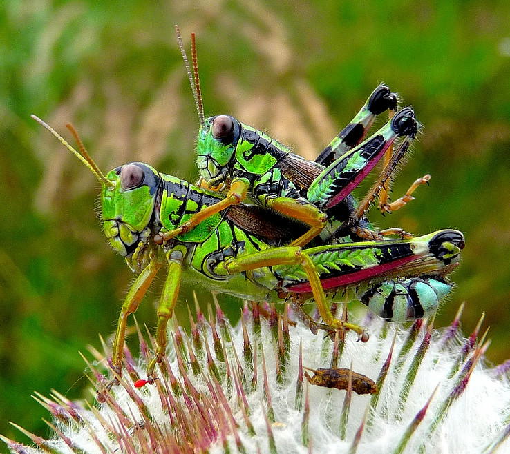grasshoperss