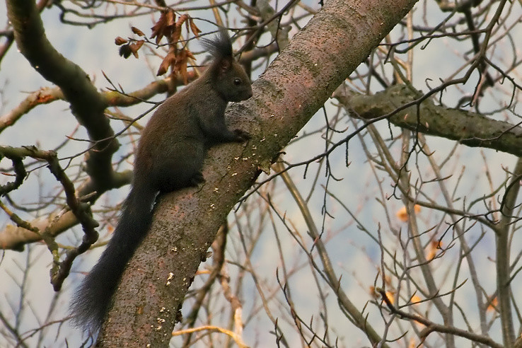 Veverička žibridská
