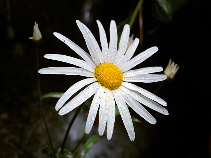 Králik biely ( Chrisanthemum Leucanthemum )