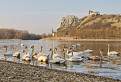 Dunajské labute