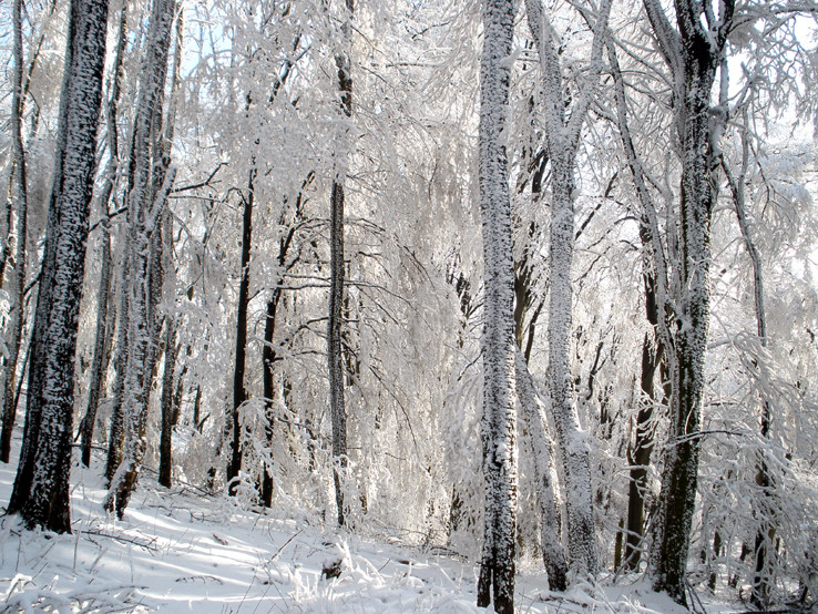 Zimný les 