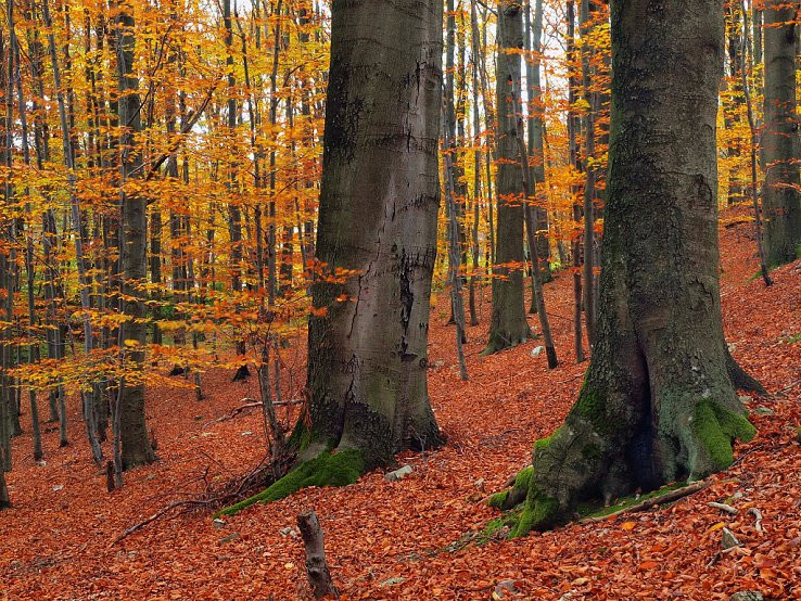 V jesennom malokarpatskom lese