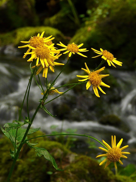 Žlté kvety