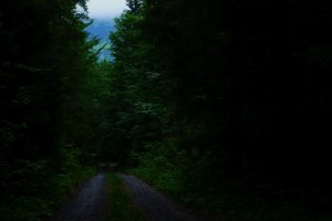 Cesta do divočiny