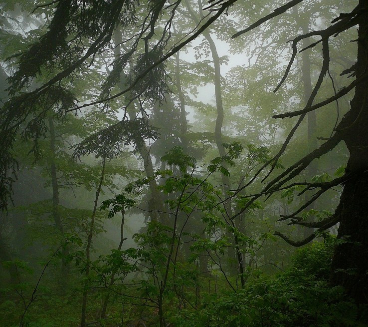 Dažďový prales.