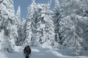 chodníkom na Volovec-Skalisko