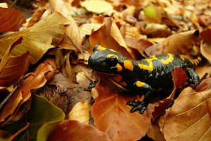 Salamandra.