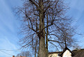 Chránený strom Lipa v Turí