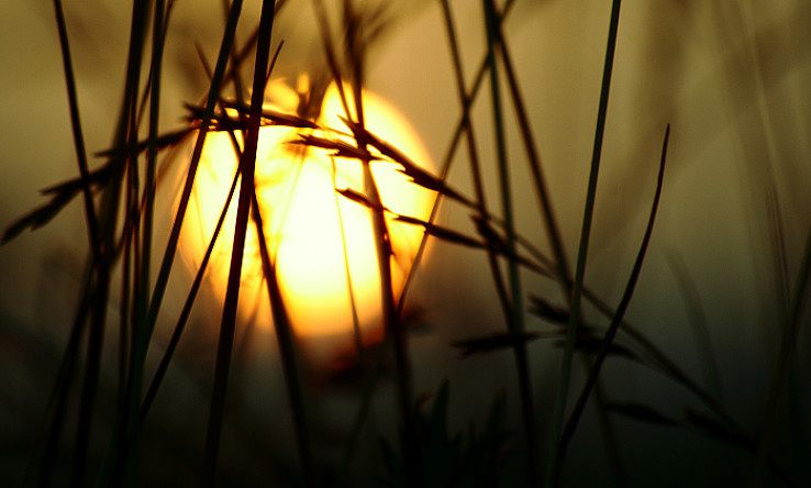 Slnko v tráve