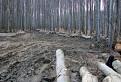 Škodná v lesoch
