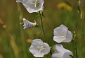Zvonček broskyňolistý (Campanula persicifolia L.) albín